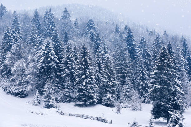 istock Beautiful idyllic landscape with evergreen tree forest covered in snow in wintertime 1313653830