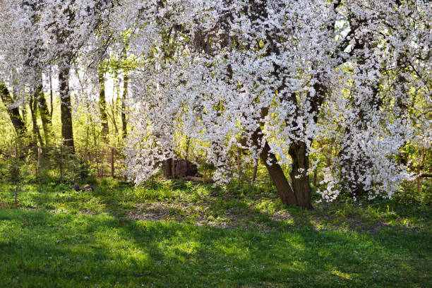 istock Flowering Prunus cerasifera tree in the sunlight. Spring landscape 1313653872