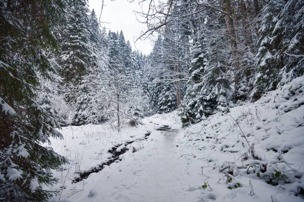 istock Snow path in winter forest. Spruce tree forest covered by snow in winter landscape 1313654526
