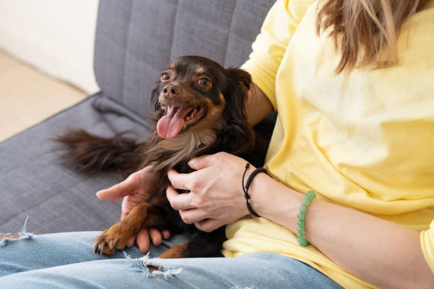 istock womans hands pet cute brown russian toy terrier 1313654896