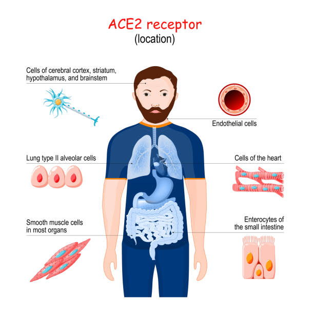 ACE2 receptor location ACE2 receptor location. 2019-nCoV. Angiotensin converting enzyme. endothelial stock illustrations