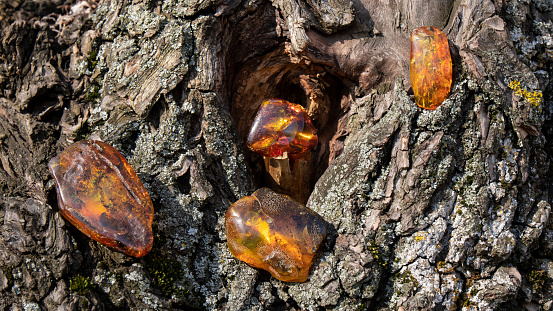 Amazing different transparent orange Baltic amber stones are placed  on an old cracked tree. Beauty in nature, ancient amber with plant inclusions, Slavic culture.