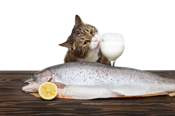istock Gray cat and a large trout 1313658295