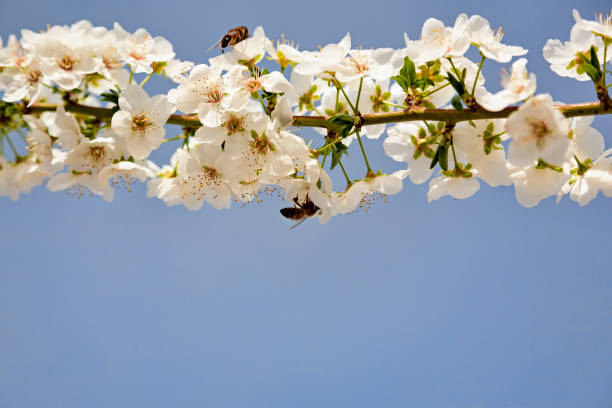 istock Two bees pollinates white flowers of cherry on flowering tree in spring in the Jerte valley 1313658905