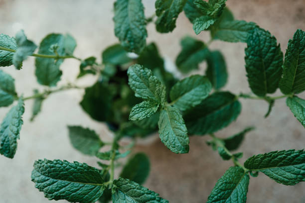 Close up macro color image depicting the leaves of a mint plant at home in a domestic kitchen.