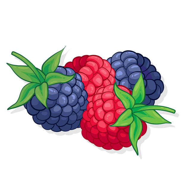 ilustrações de stock, clip art, desenhos animados e ícones de raspberry and blackberry sweet fruit illustration for web isolated on white background - food and drink fruit cartoon illustration and painting