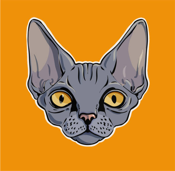 Cartoon Of The Funny Hairless Cat Illustrations, Royalty-Free Vector  Graphics & Clip Art - iStock