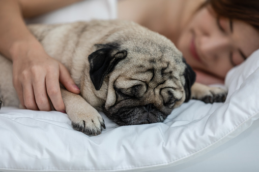 Beautiful Asian young woman hug cute dog pug breed and sleep together in cozy white bedroom relax and comfortable in living room,Pretty girl lying with dog at home