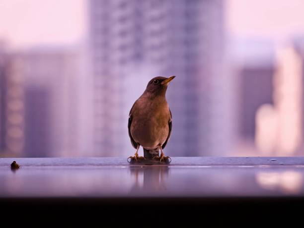 A small bird is seen perched on wild grass inside the marshlands of Rajarhat in Kolkata, India, with urban buildings visible in the distant background. The area provides a green habitat for local wildlife within a fast-growing city landscape.