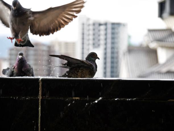 istock Pigeons playing in pool of water 1313661862
