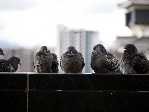 Pigeons lined up in a row puffing chest against bright cityscape