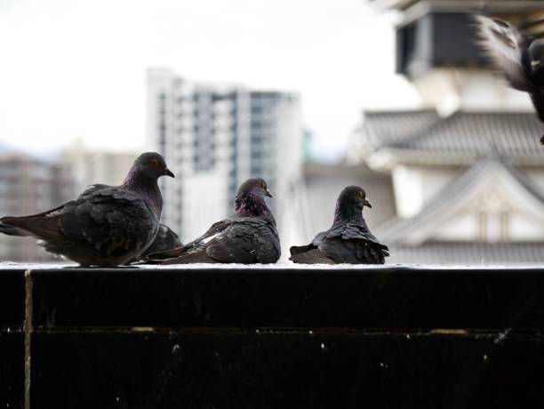 istock Pigeons in a row looking to the right 1313661924