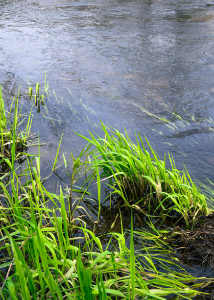 istock Young green grass with dried one near a creek. Small flow breaks the smooth water surface. 1313662992