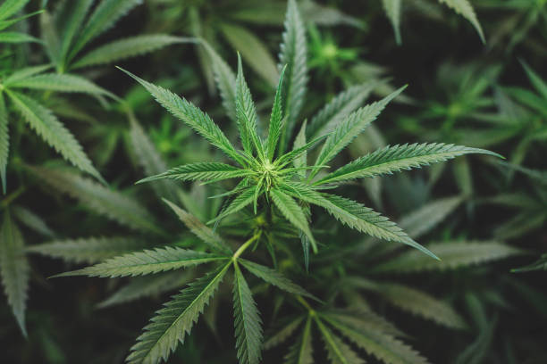 piantagione indoor di marijuana del tipo foschia amnesia - weed foto e immagini stock