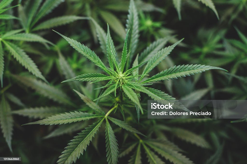 Indoor planting of marijuana of the amnesia haze type Indoor planting of marijuana of the amnesia haze type for medicinal and recreational use Cannabis Plant Stock Photo