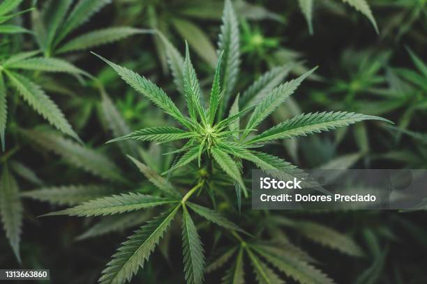 Indoor Planting Of Marijuana Of The Amnesia Haze Type Stock Photo - Download Image Now