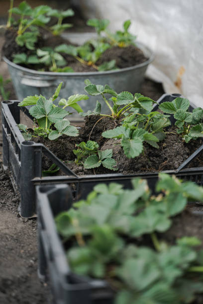 istock Strawberry seedlings in boxes and containers in the garden. 1313663899