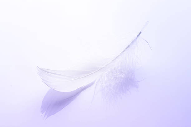 istock Feather flat. Multicoloured pastel angel feather closeup texture on white background in macro photography, soft focus. Fashion color trends spring summer. 1313664178