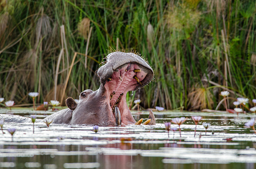 A hippopotamus opening its mouth in the Okavango Delta in Botswana during the dry season.