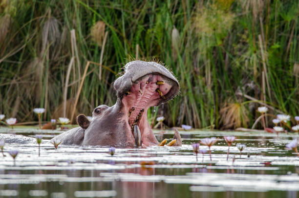 hippopotamus in river - safari animals africa animals in the wild hippopotamus imagens e fotografias de stock