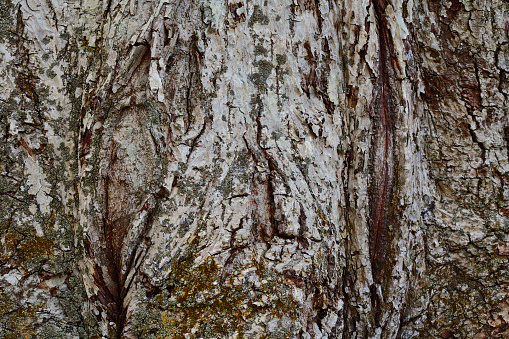 Barking up the right tree. The varied textures of tree bark can be a fascinating study.
