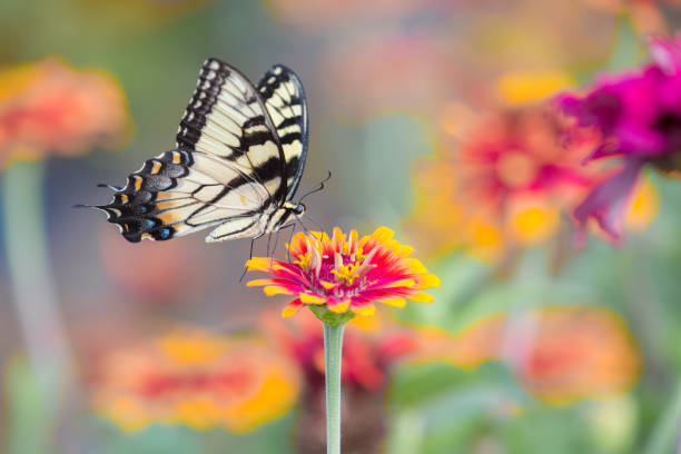 Eastern Tiger Swallowtail Butterfly