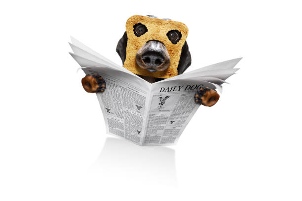 istock dog reading newspaper in the morning 1313665466