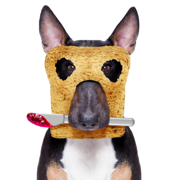 colazione toast cane la mattina presto - podenco foto e immagini stock