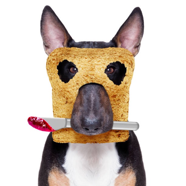 breakfast toast dog early in the morning - podenco imagens e fotografias de stock