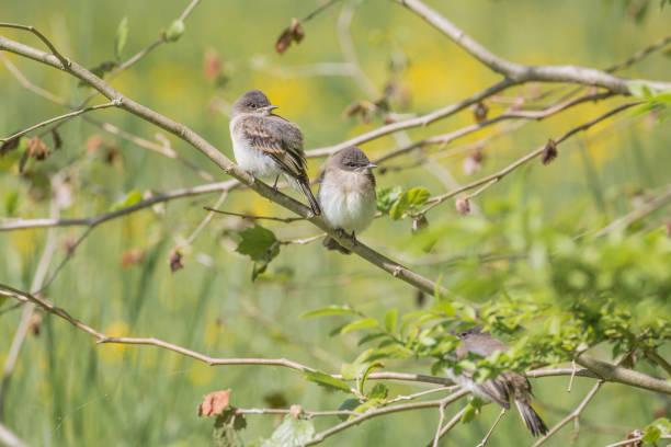 две очень молодые фиби - птицы - bird spring branch phoebe стоковые фото и изображения