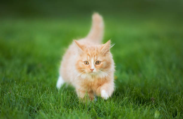 Cute Kitten of Norwegian Forest Cat Breed