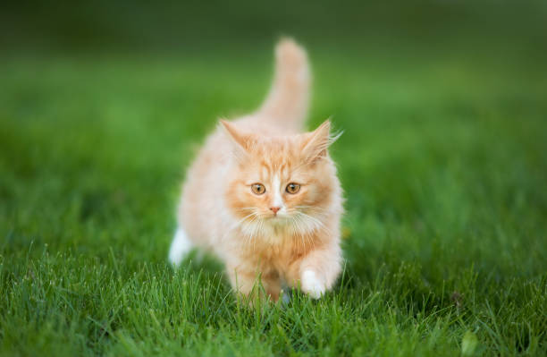 симпатичный котенок норвежской породы лесных кошек - longhair cat стоковые фото и изображения