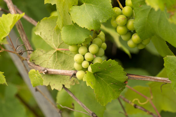 istock Green berries of young grapes in early spring 1313667024