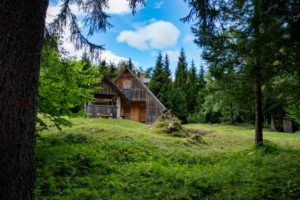 istock House in the forest 1313667088