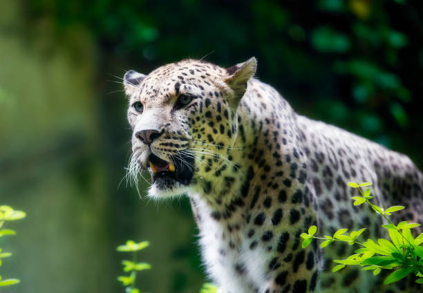 portret perskiego lamparta - leopard horizontal snout fur zdjęcia i obrazy z banku zdjęć