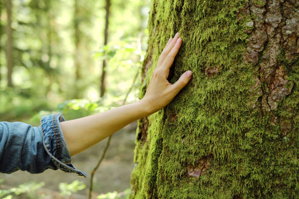 Girl hand touches a tree with moss in the wild forest. Forest ecology. Wild nature, wild life. Earth Day. Traveler girl in a beautiful green forest. Conservation, ecology, environment concept stock photo
