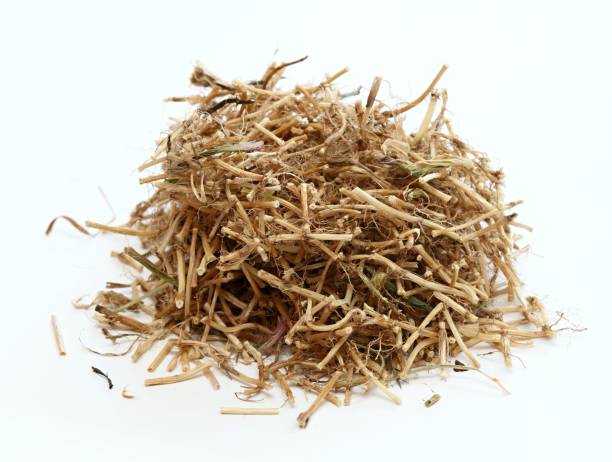 istock Dried Elytrigia repens roots,  common weed called couch grass used in herbal medicine. 1313668237
