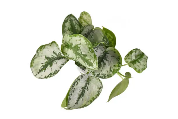 Photo of Top view of tropical 'Scindapsus Pictus Exotica' or 'Satin Pothos' houseplant with large silver leaves with velvet textur