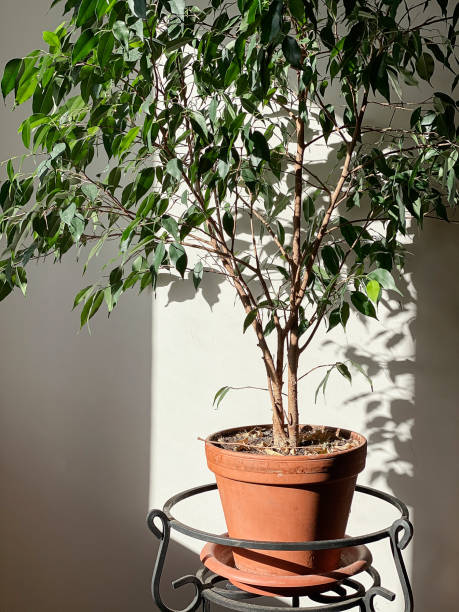 istock Decorative house plant in pot on white background with natural light. Creative nature background 1313668275