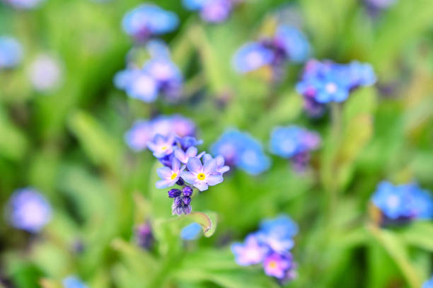istock Forget-me-not flowers 1313668318