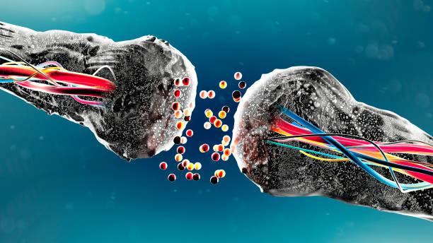istock Synapse connections. Nervous system. Brain. Electrical or chemical signal 1313668422