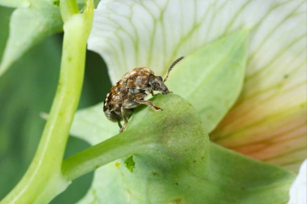 istock Bruchus pisorum - pea weevil, pea beetle and pea seed beetle. Bean weevils or seed beetles. It common pest of peas. 1313671952