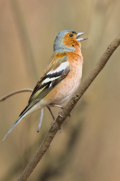 istock A small forest songbird with reddish sides. Chaffinch. 1313672053