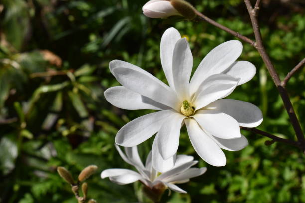 istock Close up on a blooming stellata magnolia with a bud above it. 1313673727