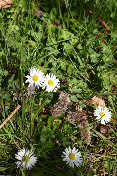 istock A small group of five common daisies growing in a rustic lawn. 1313674196