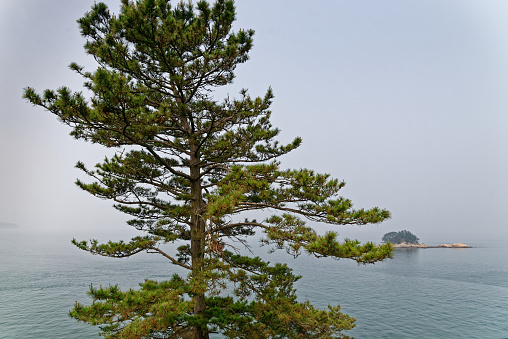 The big pine tree is in front of the foggy blue sea and the small island in the background.