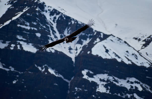 istock Andean condor in mountains 1313677018