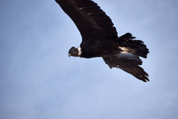 istock Andean condor in mountains 1313677071