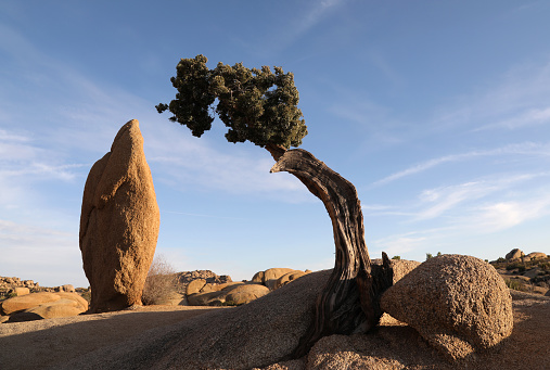 Tree and Rock Formation\nJoshua Tree National Park
