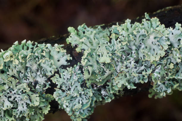 istock Hypogymnia physodes (monk's-hood lichen) lichen on tree branch closeup selective focus 1313679369